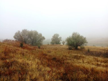 A thick autumn fog covered single trees growing on a spacious grassy field. Single trees and bushes in the fog. Dense fog in autumn in the steppe. clipart