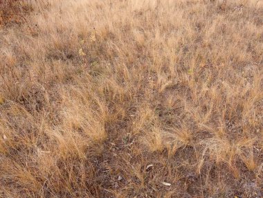 Sonbahardaki kuru bozkır sarı çimenlerin arka planı. Doğal arkaplan ve doku.
