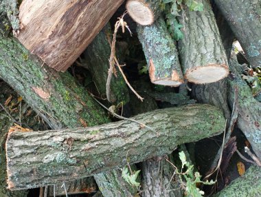 Soğuk mevsimde evi ısıtmak için büyük bir meşe kütüğü yığını saatlerce yığının üzerine atılır. Kış için meşe ağacından odun topladım..