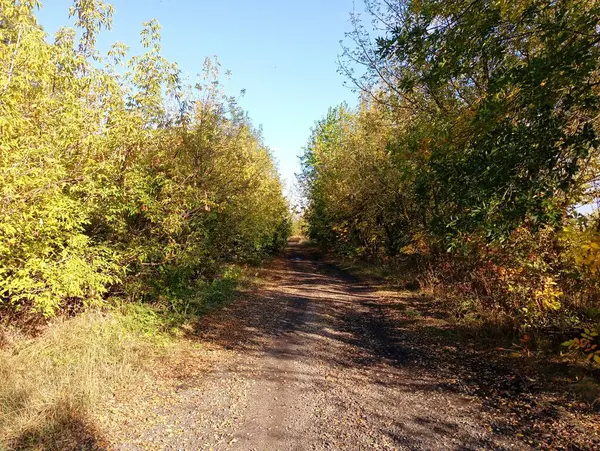 Sarı ağaçlar ve çalıların arasındaki güz tarlası toprak yolu. Doğrudan alan yolu.