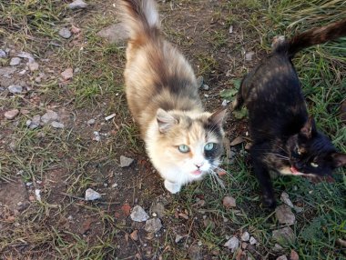 Sokakta yeşil çimlerin arasındaki yolda, tüylü, çok renkli bir kedinin yanında siyah bir kedi. Şirin evcil hayvanlar ve onların dostluğu hakkında..