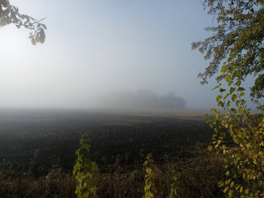 Yoğun gri sisle kaplı bir orman şeridi ufukta görünüyor. Sonbahar sisli sabahında güzel bir manzara. Önünde yeşil dallar var..