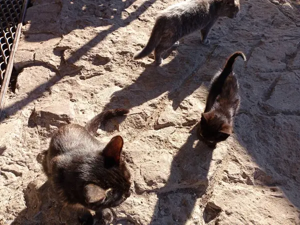 Beton bir temelde birkaç siyah kedi. Evcil hayvanlar konusu.