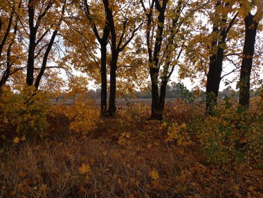 Arazinin kenarında bir sıra sarı akçaağaç. Ağaçlarda sarı yapraklarla ormanda sonbahar. Sonbahar manzarası.