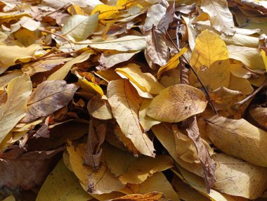 Yığında bir sürü sarı yaprak var. Yapraklı sonbahar arkaplanı. Doğal doku..