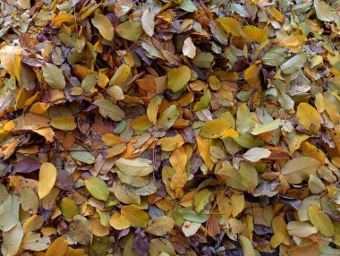 Sarı ve yeşil sonbahar yapraklarının arka planı. Ceviz sarısı yaprakların doğal sonbahar arkaplanı. Yapraklı doğal arkaplan.