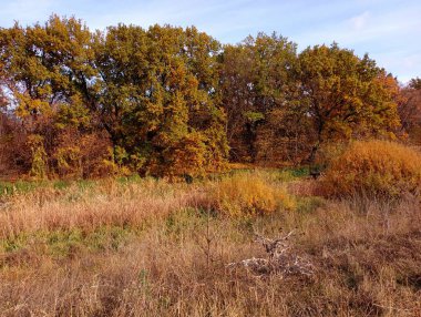 Bir tarlanın ortasında sarı yapraklı sonbahar ağaçları ve sararmış sonbahar kuru otları. Sonbaharda dallarında sarı yapraklar olan bir grup ağaç. Sarı yapraklarla kaplı güzel sonbahar manzarası.
