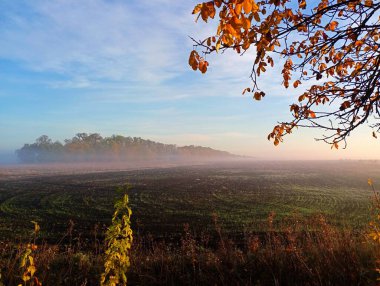 Incredibly beautiful autumn landscape. In the background, an autumn forest shrouded in light fog on the horizon of a field under a clear blue sky. In the foreground in the upper corner is a branch with yellow autumn leaves. clipart