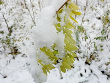 Beyaz soğuk kar tabakasının altında yeşil akasya yaprakları. Doğal kış arka planında ilk karla kaplı bitkiler.
