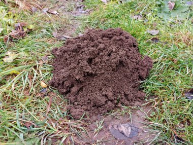 Dünya yüzeyinde bir köstebek tarafından kazılmış toprak. Bir yığın gevşek kara toprak. Bahçedeki çimenlikte toprak kazılıyor..