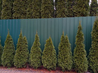 Yeşil levha çitin yanında bir sıra yeşil haydut..