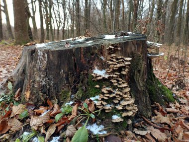 Sonbaharda ormanda eski çürümüş bir ağaç kökü üzerinde zehirli bir grup mantar yetişir. Ormanda mantar ve bitkilerle dolu doğal bir geçmişi var..