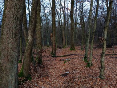 Sonbaharda güzel bir orman. Etraftaki her şey düşmüş sarı yapraklarla kaplı. Antik bir ormanda sonbahar manzarası. Avrupa 'nın güzel Avrupa doğa ve ekosistemleri.