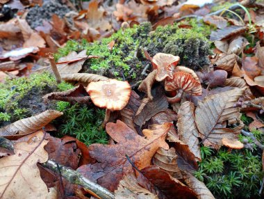 Among the green moss on a rotten tree grows a honey agaric. Picking edible mushrooms in late autumn. clipart