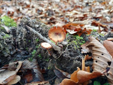 Old brown withered mushrooms on a wooden old rotten rotten log among fallen leaves in an oak forest. Natural backgrounds and textures with mushrooms. clipart