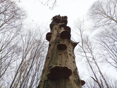 Ormanda, üzerinde parazit mantarlar yetişen eski bir ağaç gövdesi. Zehirli mantarlar yaşlı bir ağacın gövdesinde.