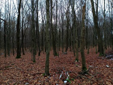 Sonbahar perisi ormanı. Düşen kahverengi yapraklar etraftaki her şeyi kapladı. Sonbahar ormanındaki çıplak ağaçlar ve düşen yaprakların üzerindeki ilk kar lekeleri. Karışık bir Avrupa ormanında doğal sonbahar manzarası.