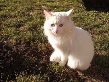 Güzel pofuduk beyaz kedi oturuyor ve kameraya bakıyor. Güzel hayvan. Genç kedi..
