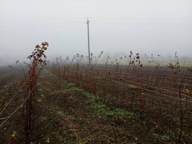 Sıraya dizilmiş yaban mersini tarlaları. Endüstriyel ölçekte yabanmersini yetiştiriyorlar. Böğürtlen tarlasında sabah sisi.