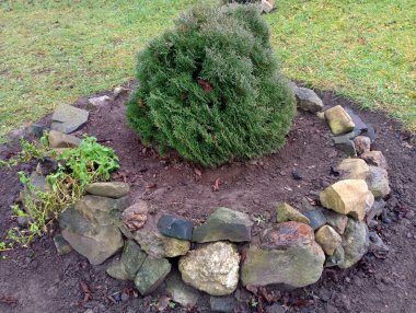 Yeşil bir çimenlikte nehir taşlarıyla döşenmiş bir Columba 'nın üzerinde genç bir thuja çalısı. Evi dekoratif bitkilerle dekore etme teması.