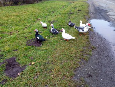 Yeşil çimenlikteki bir ördek sürüsü. Bir grup evcil kuş yol boyunca yürür. Renkli ördekler ve onların bakımı.