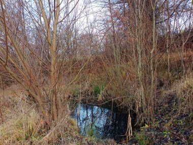 Sonbaharda temiz şeffaf suyla çalıların arasında büyük bir su birikintisi..