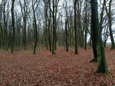 Sonbaharda doğal orman manzarası. Kasvetli ormanı kaplayan yapraklar. Kasvetli eski orman.