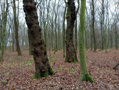 Eski ormanda büyük yabani kirazlar. Sonbahar ormanındaki güzel ağaçlar. Ormanın güzel doğası.