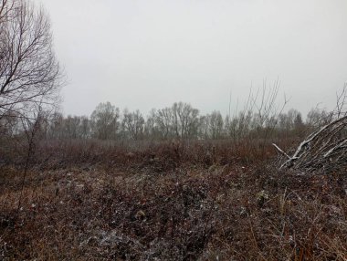 İlk kar yağışında kış manzarası. Kar yağarken çalılar. Bitkiler ve çalılarla dolu doğal alan manzarası.