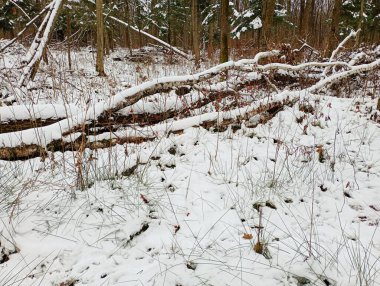 Ormanda devrilmiş bir ağaç beyaz bir kar tabakasıyla kaplıdır. Kışın ağaçlar ve soğuk yağış ile ormandaki doğal manzaralar.