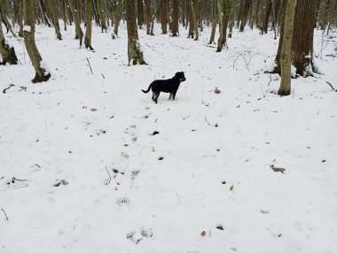 Karlı bir ormanın ortasında siyah evcil bir köpek. Kışın vahşi doğada hayvanlarla yürümek. Kış mevsiminde yürüyen hayvanlar.