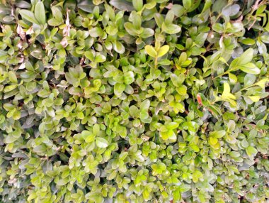 Boxwood çitinin yeşil yapraklarının arka planı. Boxwood çalısı.