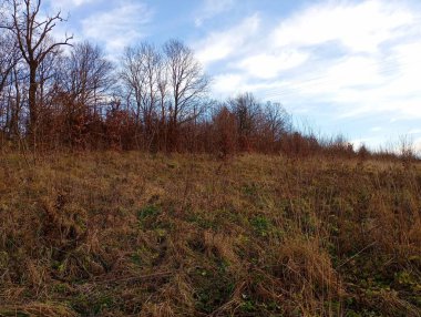 Yüksek bir tepe, tepesinde uzun bir sıra ağaç olan kuru sonbahar otlarıyla kaplıdır. Tepedeki çimenlerde, yabani ağaçların filizleri filizlendi. Yapraksız ağaçlar ve sarı otlarla güzel bir sonbahar manzarası.