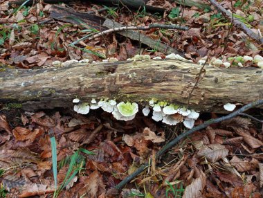 Small white parasitic mushrooms on the surface of a rotten rotten tree on a background of fallen leaves in an autumn forest. Natural backgrounds and textures. clipart