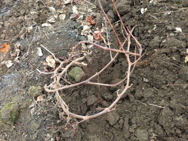 Toprağın arka planında üzüm asması var. Sarmaşığı kışa hazırlamak için toprağa gömme işlemi..