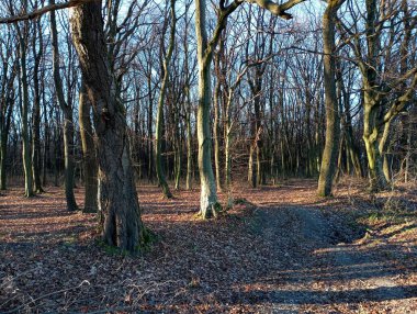 Güneşli bir günde düşen yapraklar ve düz ağaçlarla dolu, sonbahar ferah bir ormanın güzel manzarası. Doğal manzaralar ve Avrupa ekosistemleri.