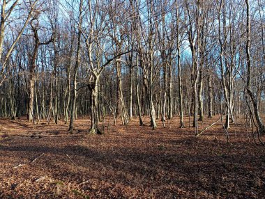 Autumn in the forest with rhythmic trees in a forest covered with fallen leaves. Natural backgrounds and textures. Walking through the autumn forest.