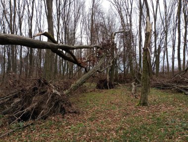 Ormandaki iki kırık ağaç üst üste yatar. Güçlü bir rüzgârdan sonra orman sonbahar manzarası .