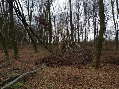Sonbahar ormanında kırık bir ağaç tepesi.