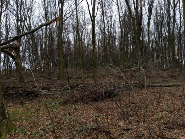 Fırtınadan sonra ormana dağılmış ağaç dalları. Bir sürü kırık ağaç. Sonbahar sonu orman manzarası