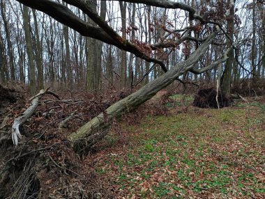 Kırık boynuz kirişleri diğer ağaçlara asılmış. Ormanda birçok kırık büyük ağaç var. Ekoloji teması.