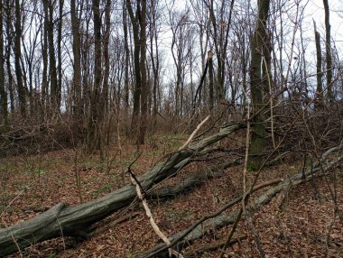 Kırık boynuz kirişi ormanda düşmüş sarı yaprakların üzerinde yatıyor. Fırtına sonrası ormandaki kırık ağaçların teması.