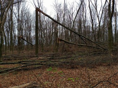 Ormana saçılmış dallar kırık ağaç gövdelerinin arka planında yatar. Şiddetli bir fırtınadan sonra ağaçların kalıntıları ormana saçıldı.