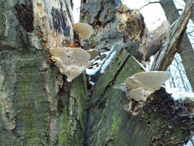 Yaşlı bir ağaçtaki mantarlar. Çürümüş bir ağacın gövdesinde zehirli mantarlar. Doğal orman geçmişi ve dokuları.