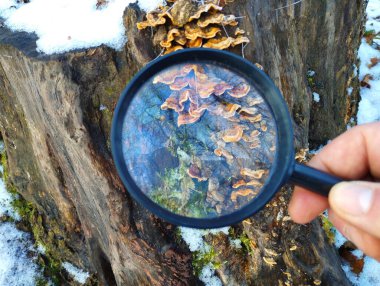 Siyah bir çerçevede cam büyüteç kullanarak çürümüş bir kütüğün yüzeyindeki zehirli mantarlar üzerinde çalışmak..