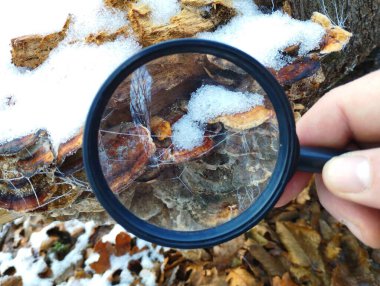 Kışın kar altında büyüteç altında zehirli ahşap mantarların incelenmesi. Doğa Çalışması.