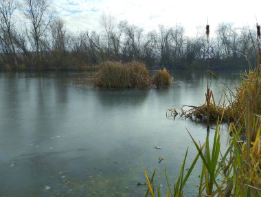Bir göletin ortasındaki Reed Adası soğuk buzla kaplıdır. Gölet üzerindeki doğal kış manzarası.