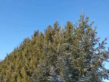 Mavi gökyüzüne karşı yeşil Noel ağacı taçlanıyor. Ön Noel ağaçlarında beyaz kar izleri var..