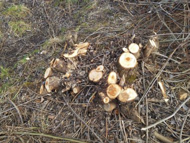 Remains of a cut willow bush. Fresh tree stump. Theme of human impact on nature. clipart