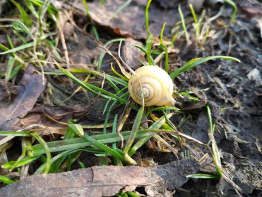 Küçük sarı salyangoz çimlerin üzerinde sürünüyor. Küçük hayvanların arka planı.